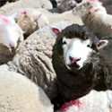 The Black Sheep